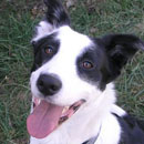 Bean was adopted in December, 2010